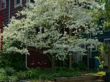 Blooming Spring Tree and Flamingos, Medford, Massachusetts