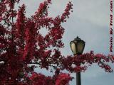 Flowering Trees and Street Lamp Under Mostly Cloudy Sky