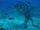 I Don't Have Any Food! Snuba Handler, Cozumel, Mexico