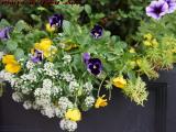 Window Box With Purple Pansies and More, Commonwealth Ave.