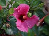Flower Study With Raindrops, Groton, Massachusetts