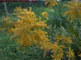 Goldenrod in Full Bloom, Wellsville, New York