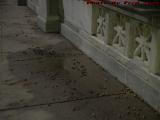 Fallen Acorns in Rain Puddles, Longwood Avenue, Boston