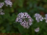 Backyard Flower Study, Brookings Street, Massachusetts