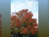 Maple Fall Colors, McCarthy School, Peabody, Massachusetts