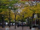 Davis Square Foliage Under Cloudy Skies, Somerville