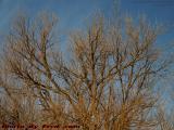 Winter Trees in Near-Sunset Light, Groveland, New York