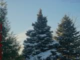 Winter Trees Burdened With Snow, Peabody, Massachusetts