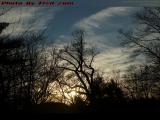 Trees Silhouetted on Sunset Sky, Middlesex Fells, Medford