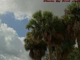 Palms Under Mostly Cloudy Skies, Plantation, Florida