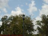 Daytime Street Lights Under Mixed February Florida Skies