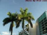 Palms at the Library, Plantation, Florida