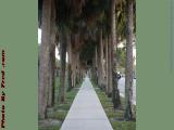 Palm Lined Pathway, Sawgrass Mills Mall, Sunrise, Florida