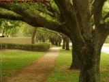 Shaded Sidewalk Perspective, Cleary Boulevard, Plantation