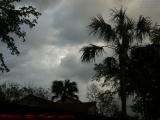 Palms on Clouds, University Drive, Plantation, Florida