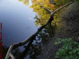 Reflection Study, Mystic River, Medford, Massachusetts