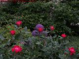 Purple Allium and Red Roses, Rose Kennedy Greenway, Boston