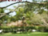A Spider in Her Web, St. Tropez, Plantation, Florida