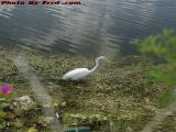 Crane Hunting in the Shallows, Plantation, Florida