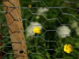 Buttercups and Chicken Wire, Wellsville, New York