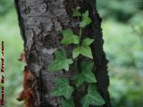 Climbing Vine, Dell Court, Lynn, Massachusetts