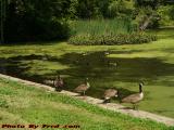 Geese Feeding in Pollen Laden Crystal Pond, Peabody