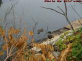 Swimming Duck Through Changing Foliage, Mystic River