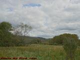 Overgrown Field With Clouds, Wellsville, New York