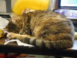 Desktop Occupation Force, Penny Sleeping, Wellsville, NY