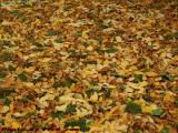 Texture Study, Fallen Leaves, Brookings St., Medford