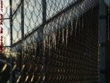 Back of the Dugout Icicles, Tillar Field, Wellsville, NY
