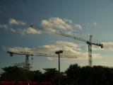 Heavy Lifters, Cranes Standing In Sunset Light, Plantation
