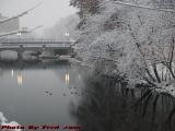 Mystic River Ducks in Light Snow at Dusk, Medford, Mass.