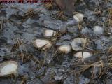 Clam Shells Exposed at Low Tide, Revere Salt Flats