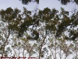 Sunset Lit Trees, Plantation, Florida (cross eye stereo)