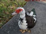 Portrait of a Duck, Sawgrass Mills Mall, Sunrise, Florida
