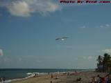 Hunting Gulls Over Dania Beach, Florida