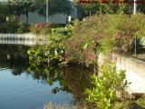 Foliage Overflowing Into the Lake, St. Tropez Apartments