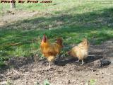 Free Range Rooster and Hen, Groveland, New York