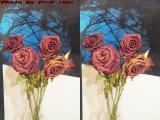 Dead Roses, Another COVID-19 Victim (cross eye stereo)