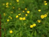 Buttercups, Wellsville, New York