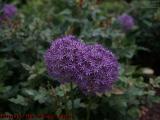 Allium Gigante, Rose Kennedy Greenway, Boston, Mass.