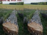 Felled log, Groveland, New York (cross eye stereo)
