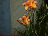 Day Lilies at the Doorway, Wellsville, New York