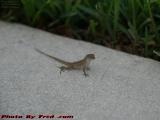 Brown Anole (Gecko), Plantation, Florida