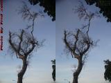 Expired Tree, Hollywood, Florida (cross eye stereo)