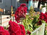 Celosia Cristata Turned Away From the Fence, Malden, Mass.