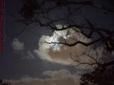 Bared Tree on Moonlit Clouds, Plantation, Florida