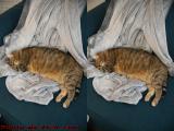 Sleeping Beauty, Plantation, Florida (cross eye stereo)