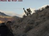 Joshua Trees Over Sunset Ride, Red Rock Canyon, Nevada